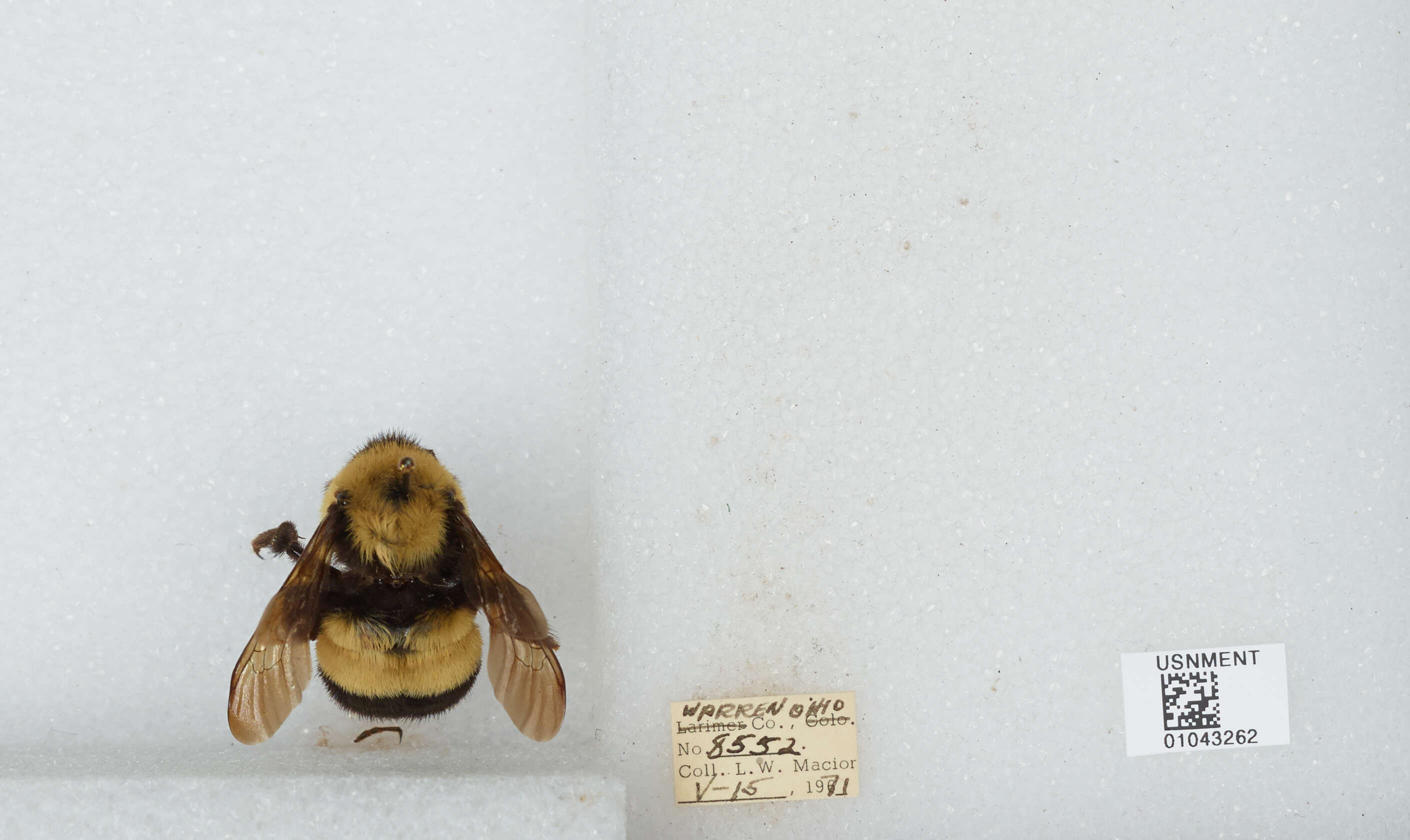 Слика од Bombus affinis Cresson 1864