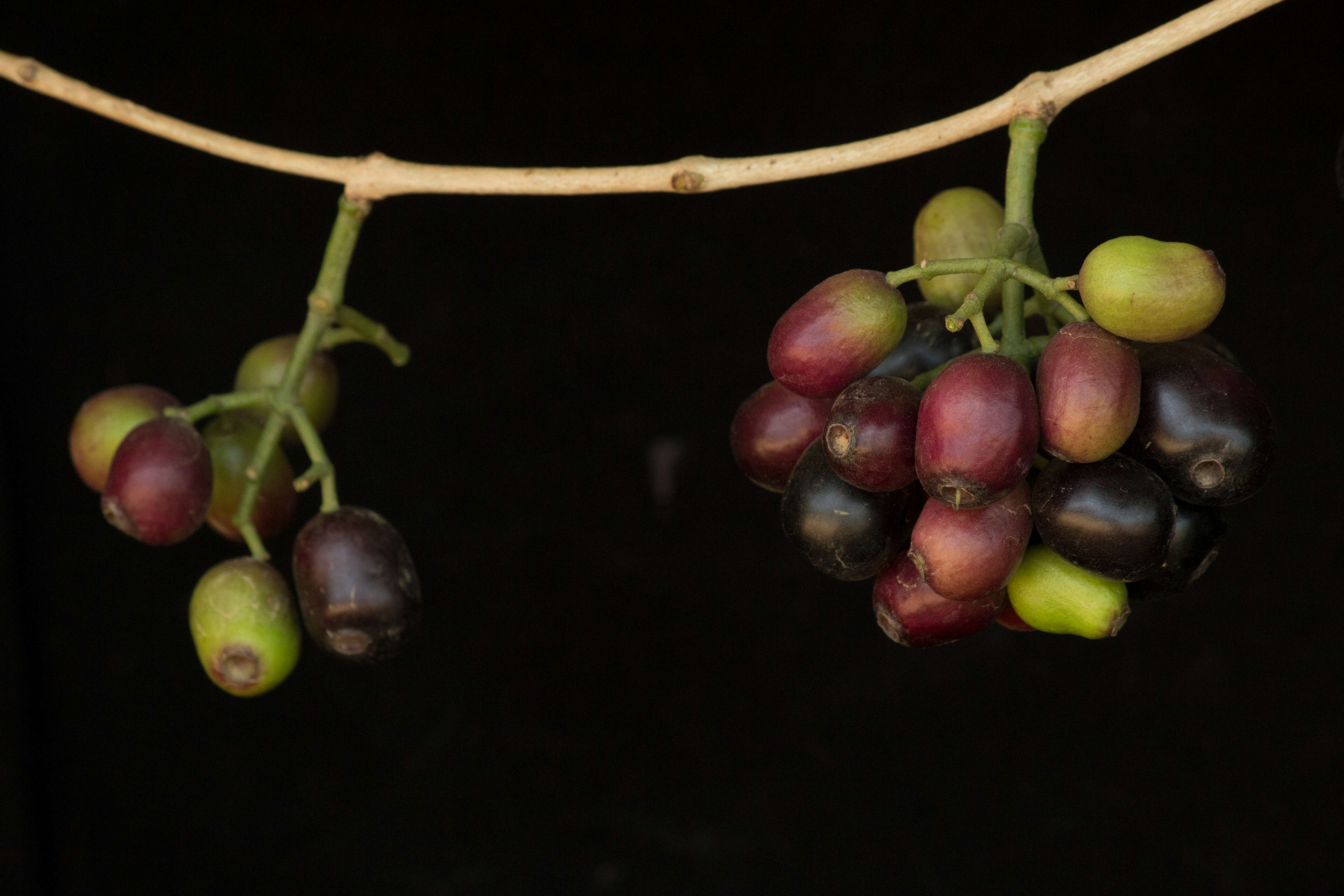 Image of Java plum