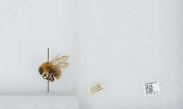 Imagem de Bombus diversus Smith 1869