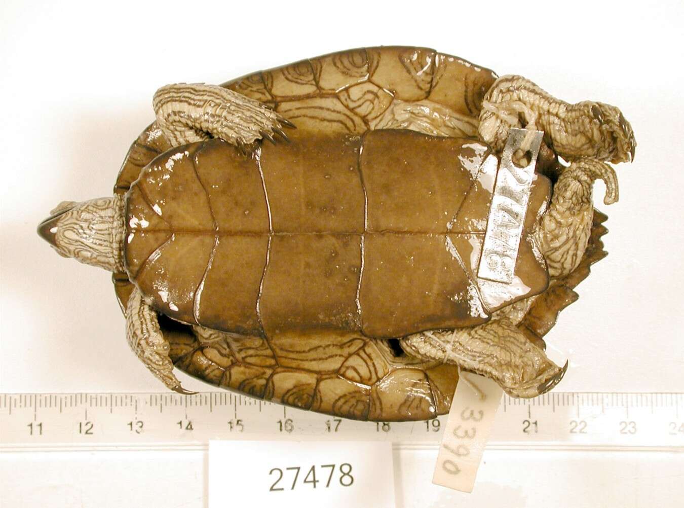 Image of Texas Map Turtle