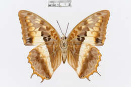 Charaxes cynthia Butler 1865 resmi