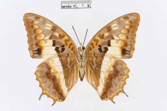 Charaxes cynthia Butler 1865 resmi