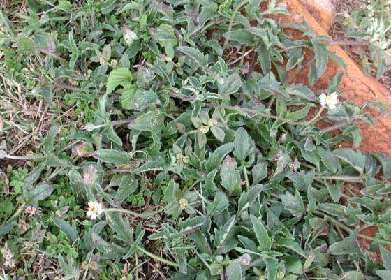 Image de Tridax procumbens L.