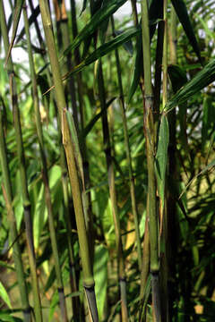 صورة Ampelocalamus scandens Hsueh & W. D. Li