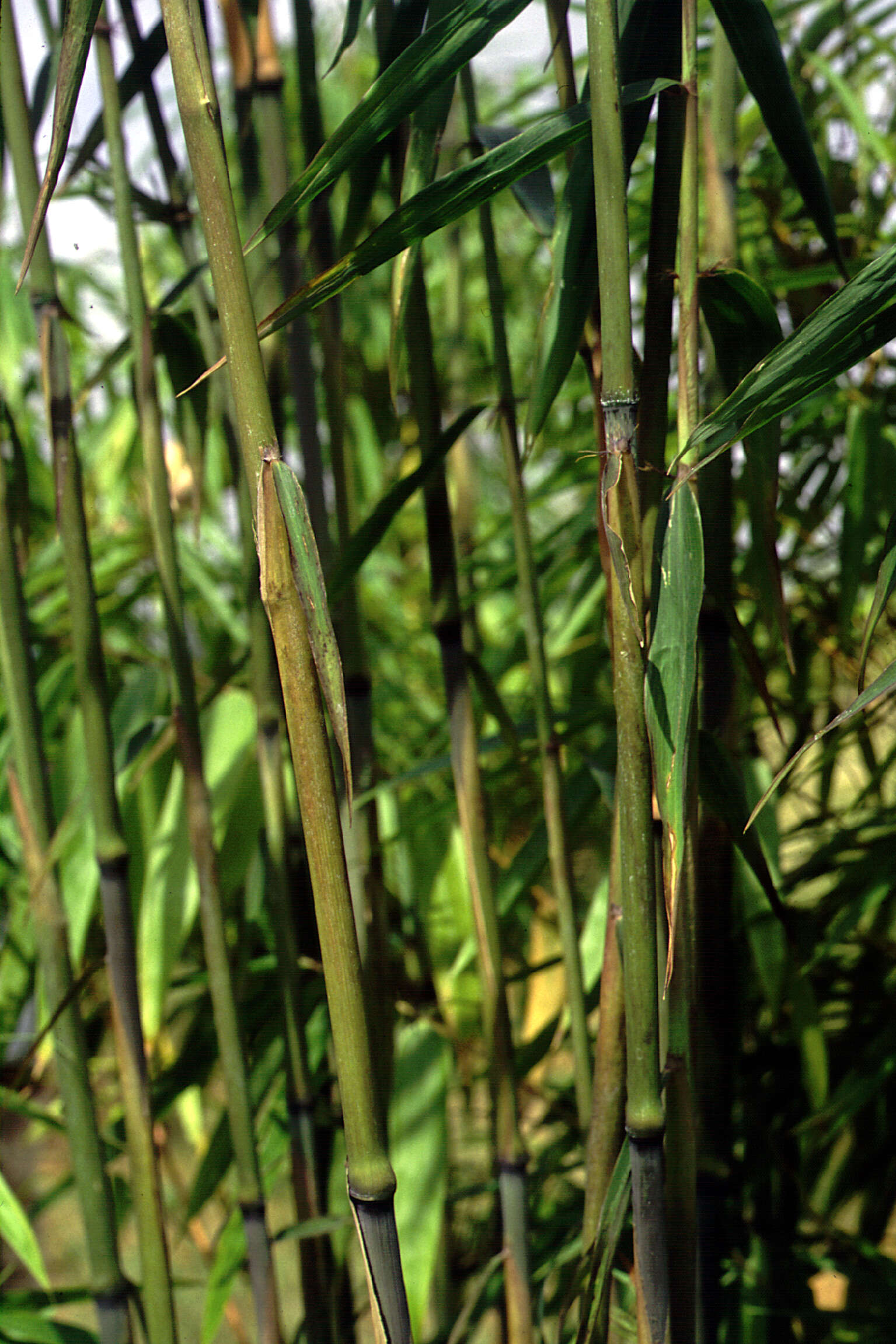 Image of Ampelocalamus