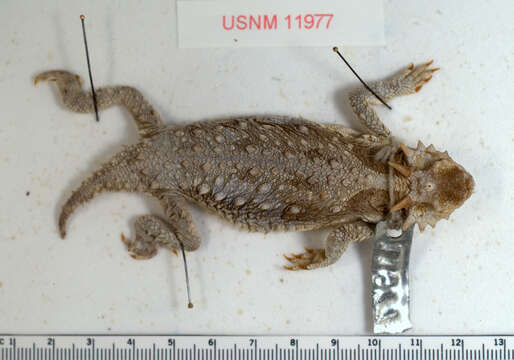 Image of Cedros Island Horned Lizard