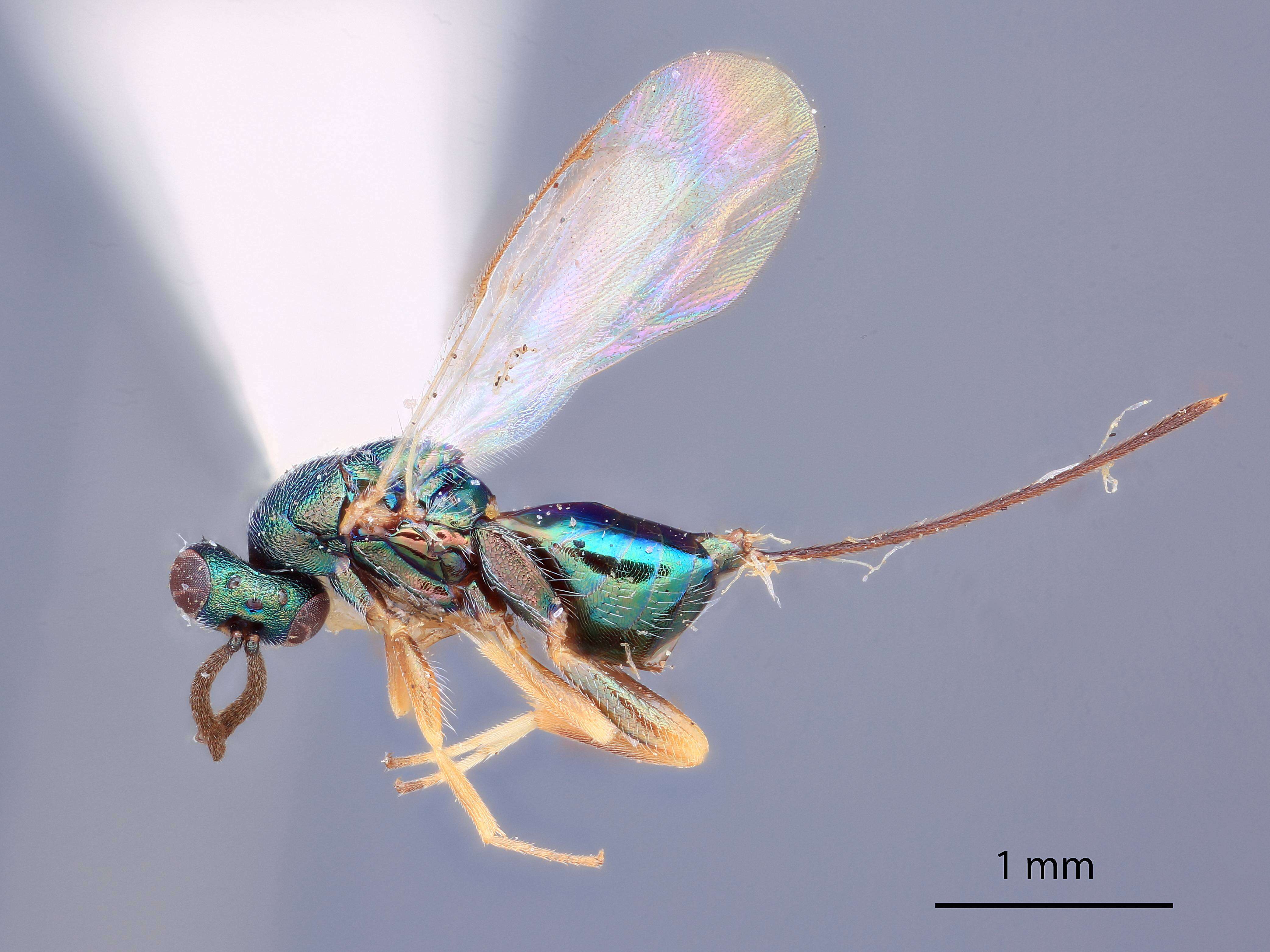 Torymus coloradensis (Huber 1927) resmi