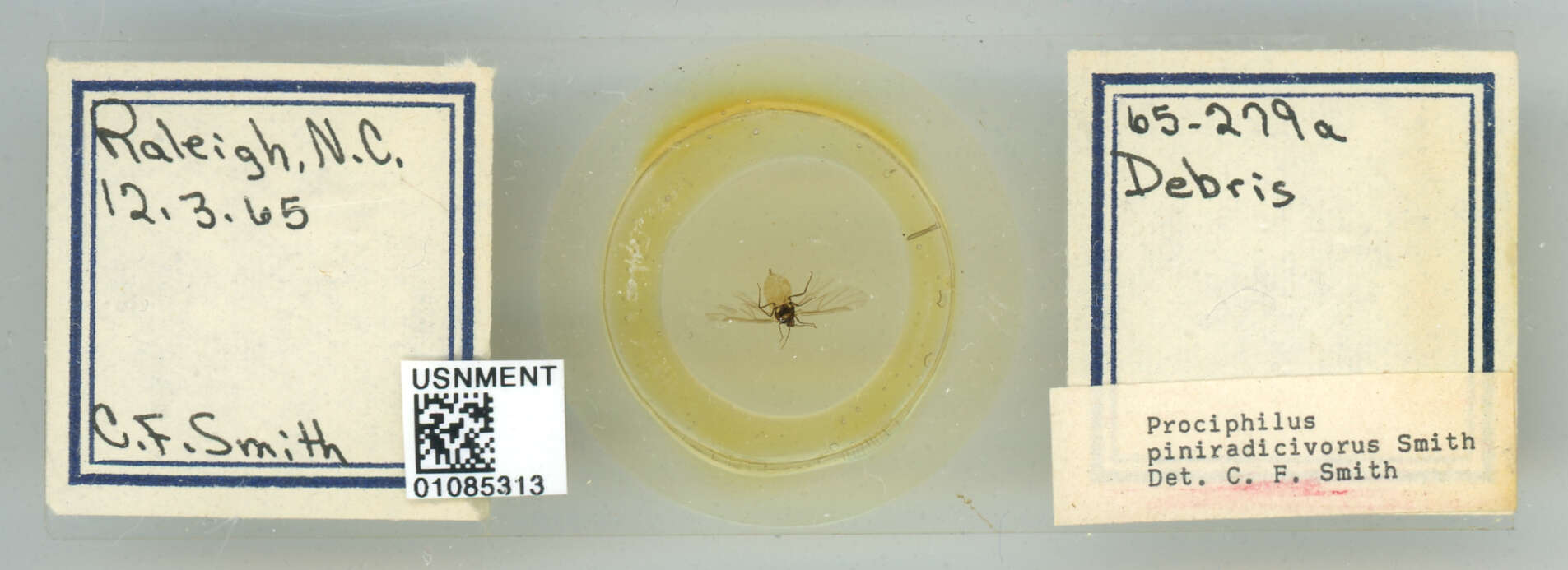 Image of Prociphilus (Prociphilus) piniradicivorus Smith & C. F. 1969