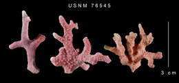 Image of fuchsia lace hydrocoral