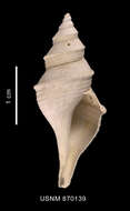 Image of Aforia goniodes (R. B. Watson 1881)