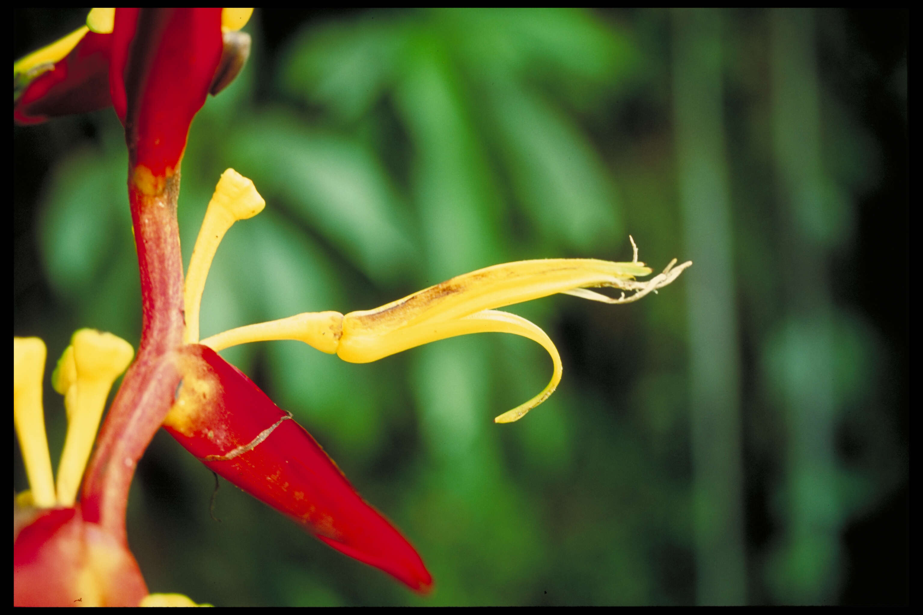 Imagem de Heliconia meridensis Klotzsch