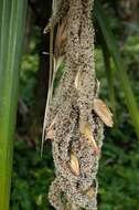 Image of Tahitian screwpine