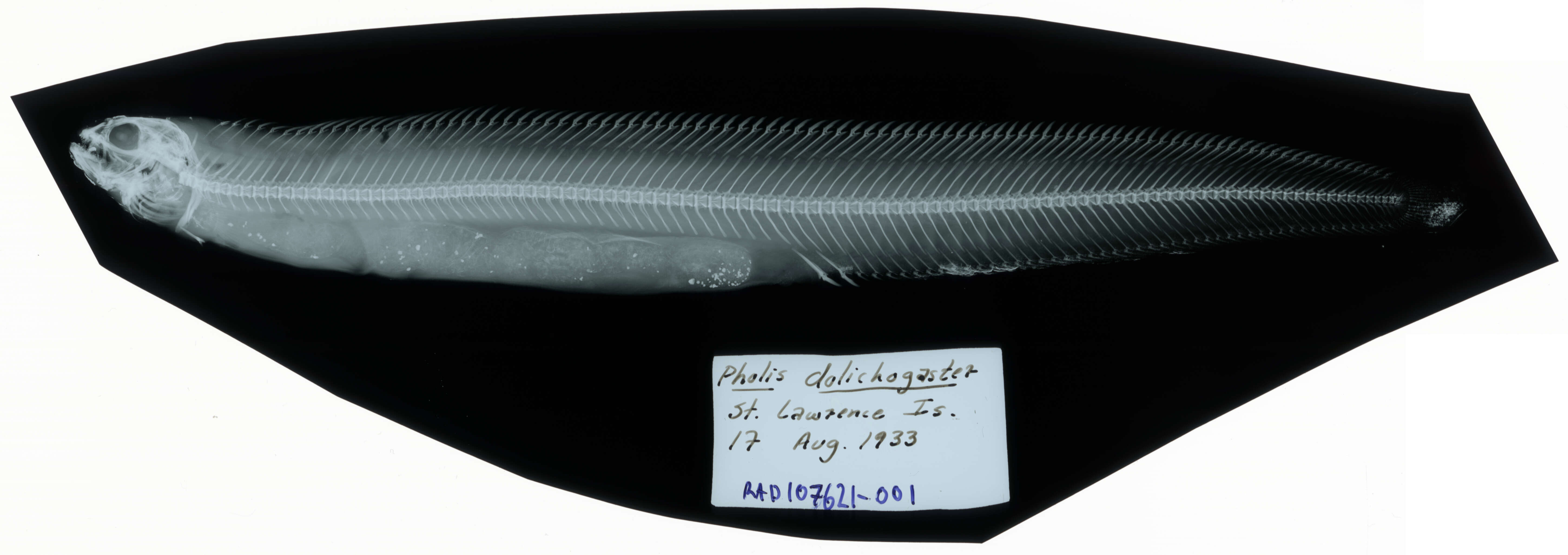 Слика од Rhodymenichthys