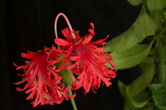 Image of Hibiscus rosa-sinensis var. schizopetalus Dyer