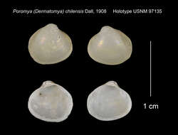Image of Dermatomya chilensis (Dall 1908)