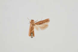 Слика од Phthorimaea