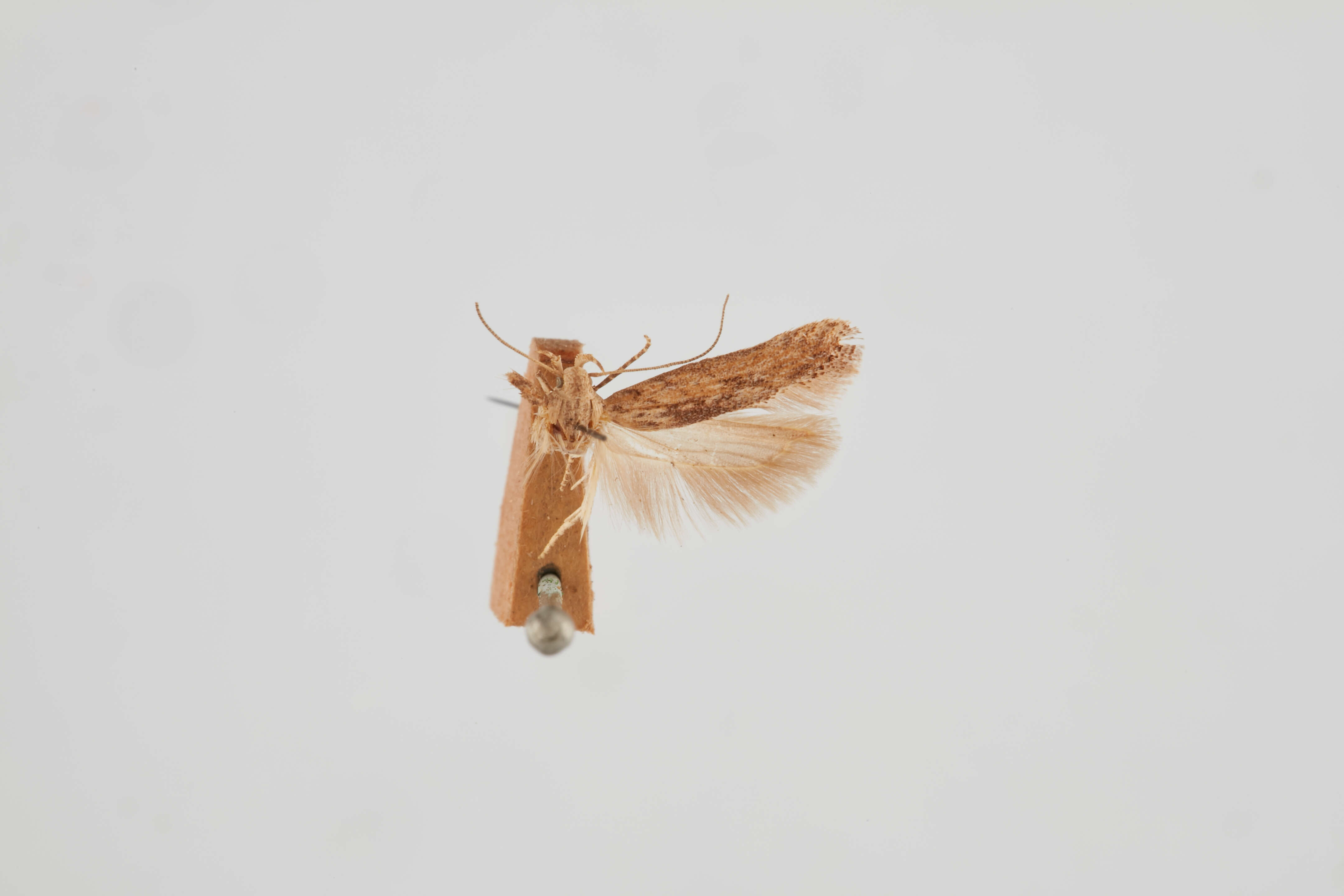 Слика од Phthorimaea