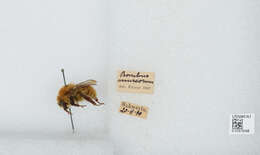 Image of Bombus muscorum (Linnaeus 1758)