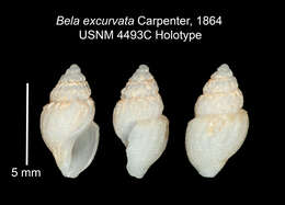 Image of Oenopota excurvata (Carpenter 1864)