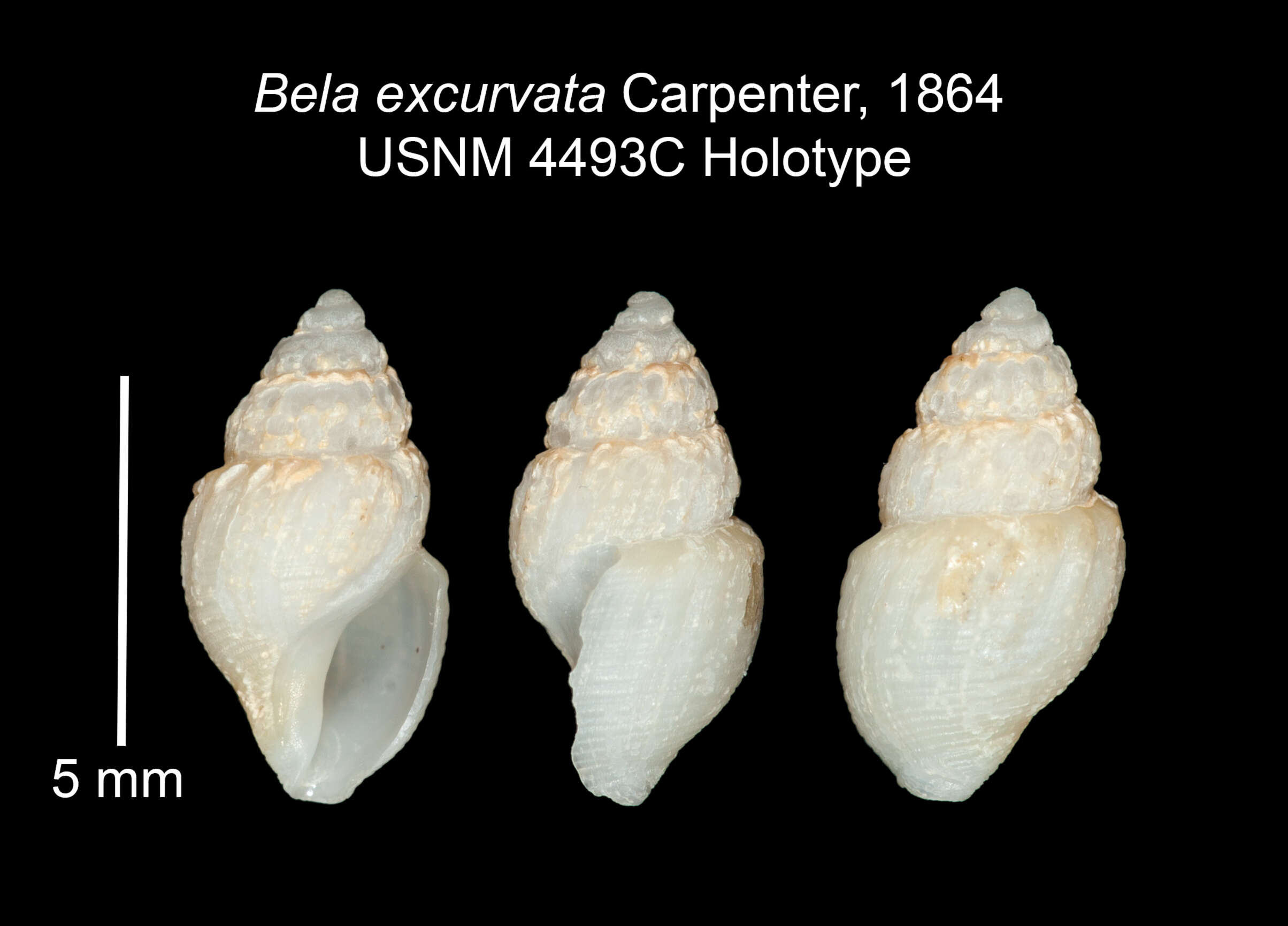 Plancia ëd Oenopota excurvata (Carpenter 1864)