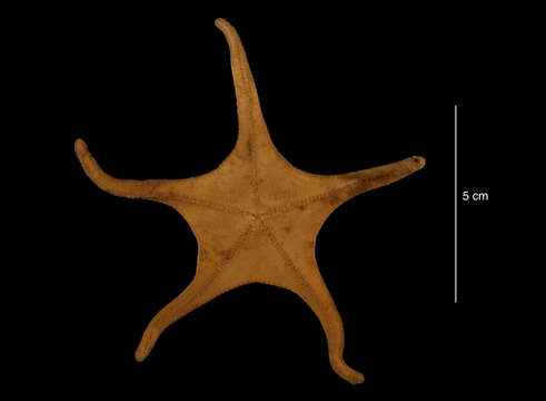 Image of Acodontaster capitatus (Koehler 1912)