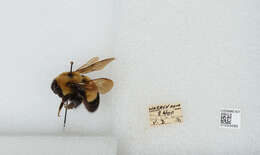 Слика од Bombus affinis Cresson 1864