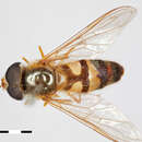 Image de Syrphus xanthostomus Williston