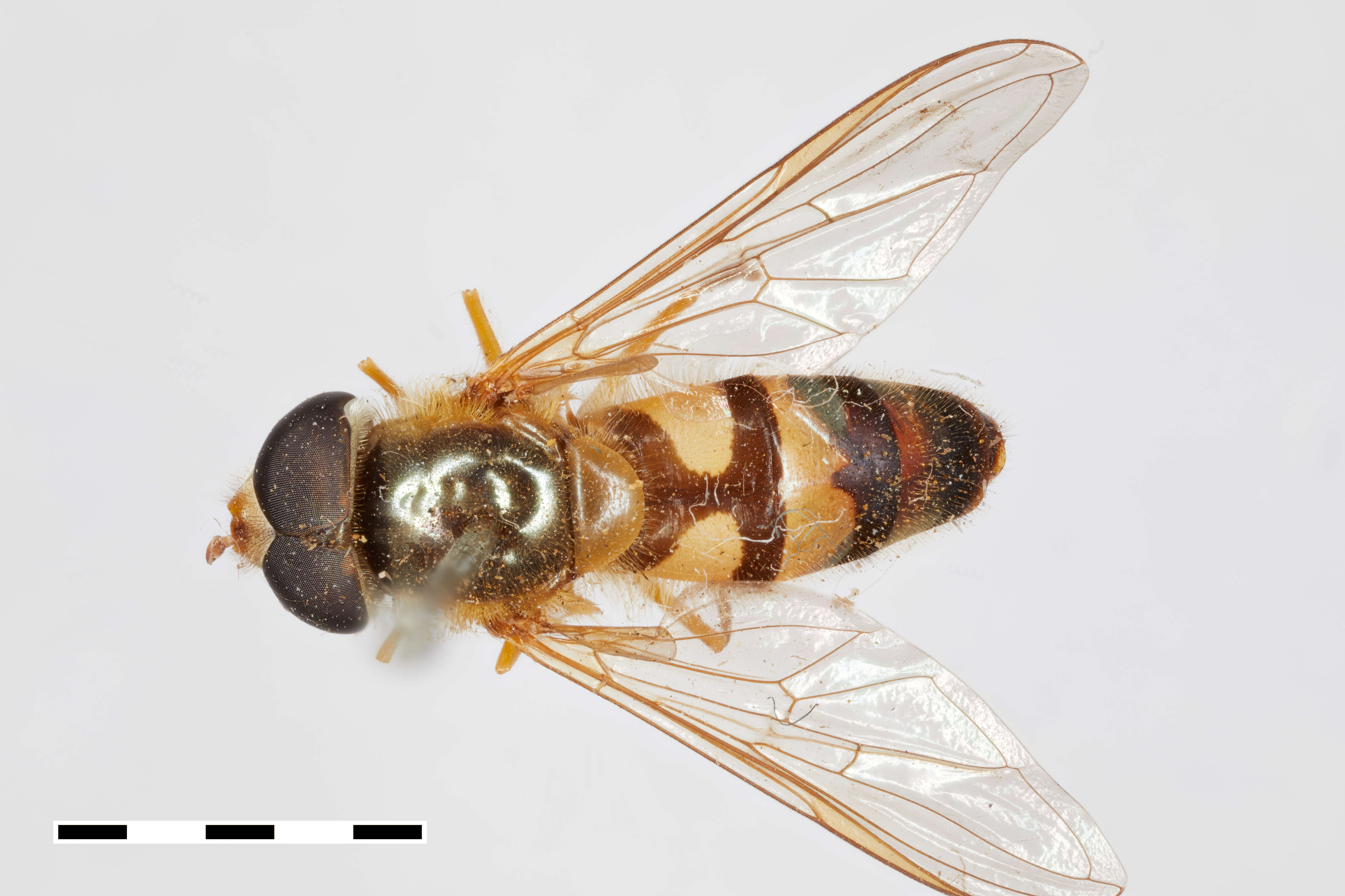 Image of Syrphus xanthostomus Williston