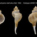 Image de Nodulotrophon coronatus (H. Adams & A. Adams 1864)