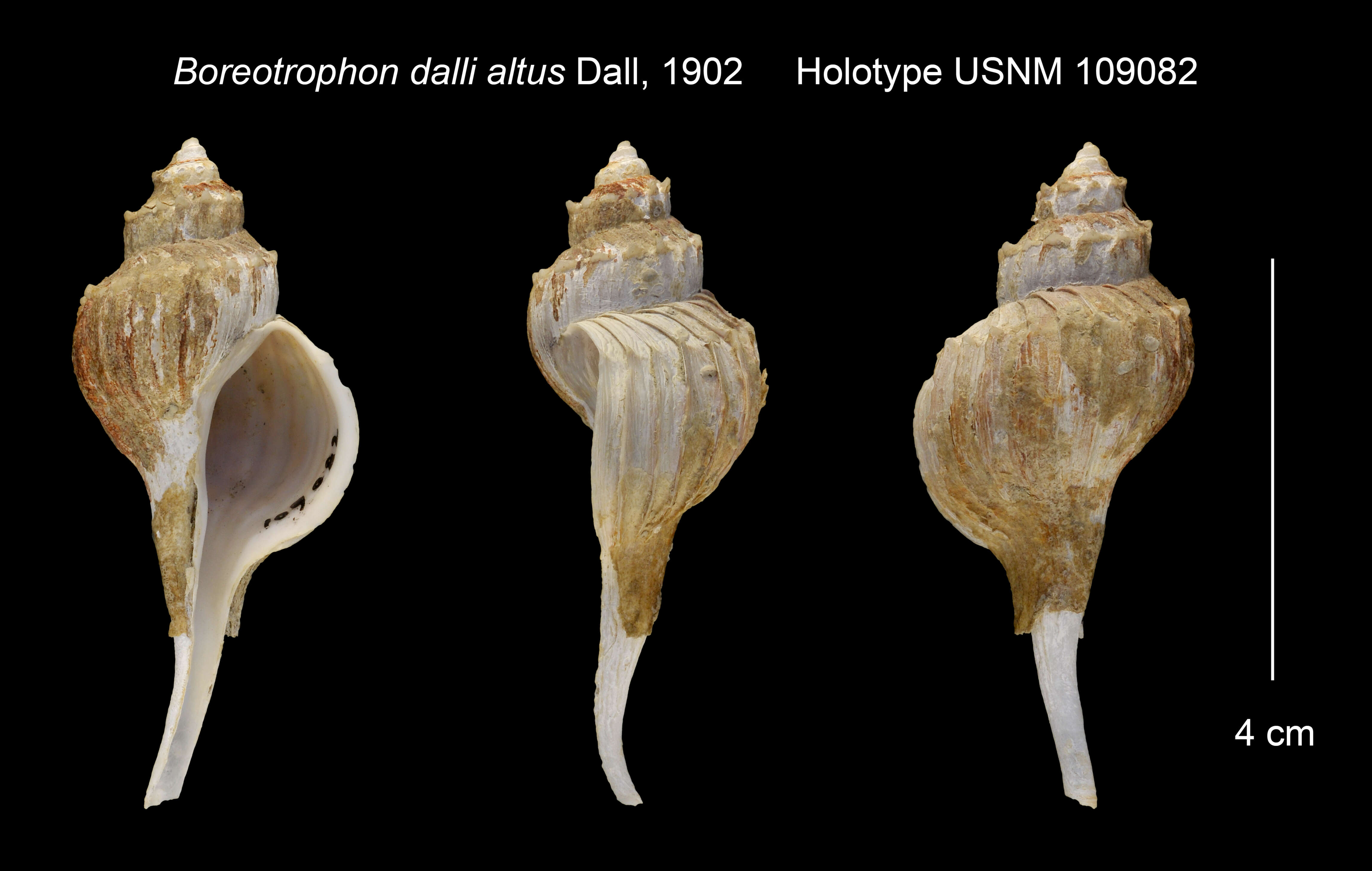 Image of Nodulotrophon coronatus (H. Adams & A. Adams 1864)