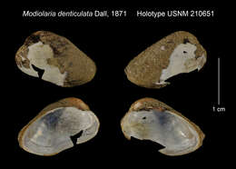 Plancia ëd Gregariella denticulata (Dall 1871)