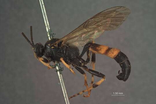 Image of Ichneumon kodiakensis Ashmead 1902