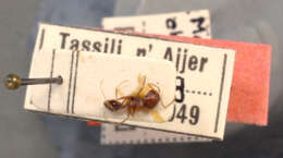 Image of Monomorium chobauti ajjer Bernard 1953