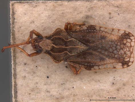 Image of Teleonemia patagonica Drake 1948