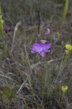 Image of Tuberous Grasspink