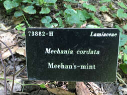 Image of Meehan's mint
