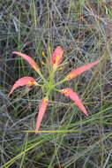 Image of pine lily