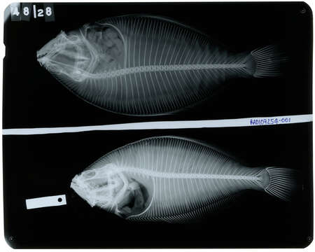 Plancia ëd Paralichthys aestuarius Gilbert & Scofield 1898