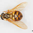 Image of Chrysotoxum draco Shannon 1926