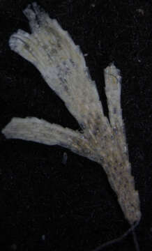 صورة Dendrobeania flustroides (Levinsen 1887)