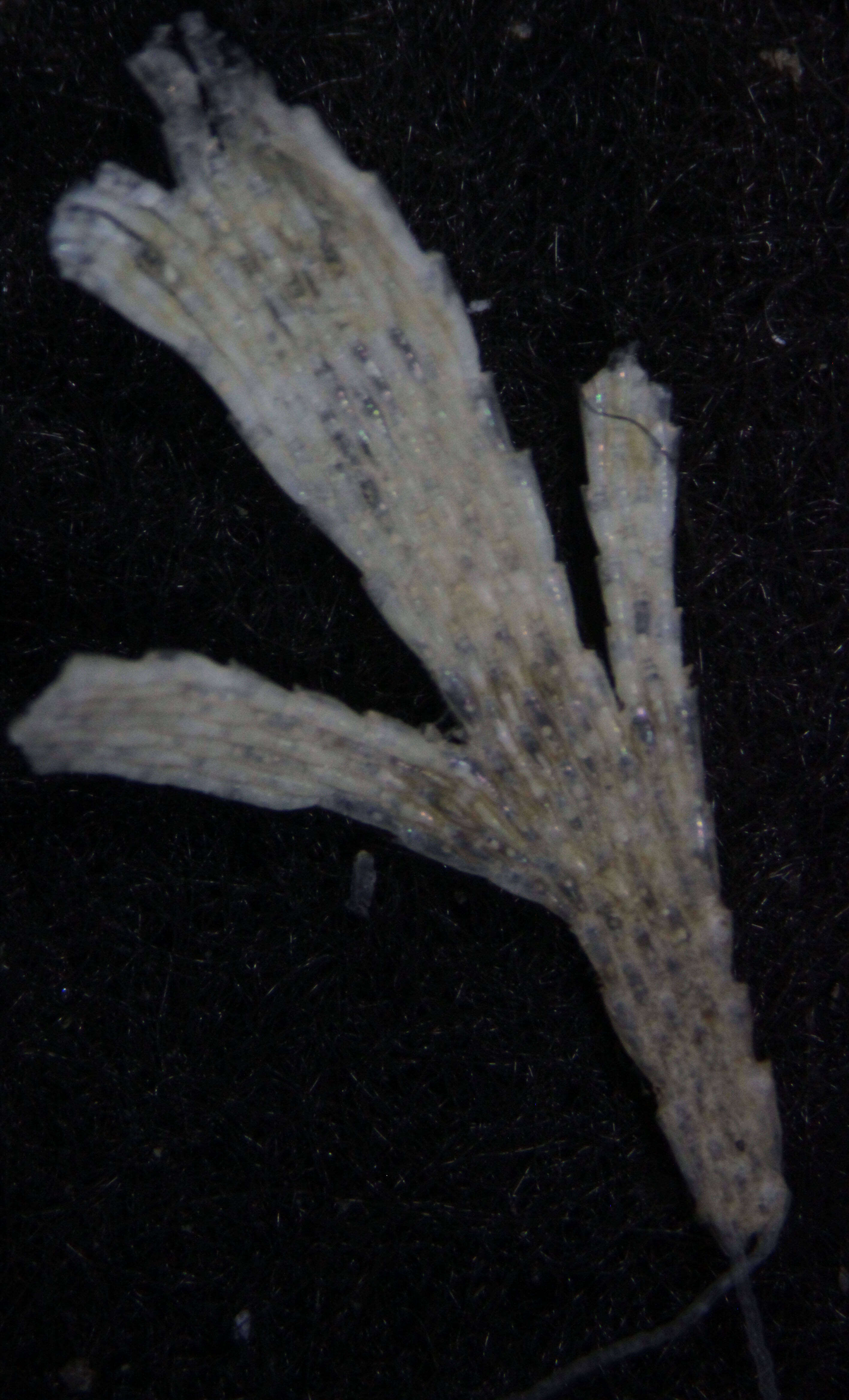 Image of Dendrobeania flustroides (Levinsen 1887)