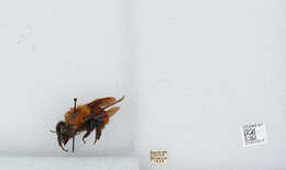 Image of Bombus atripes Smith 1852