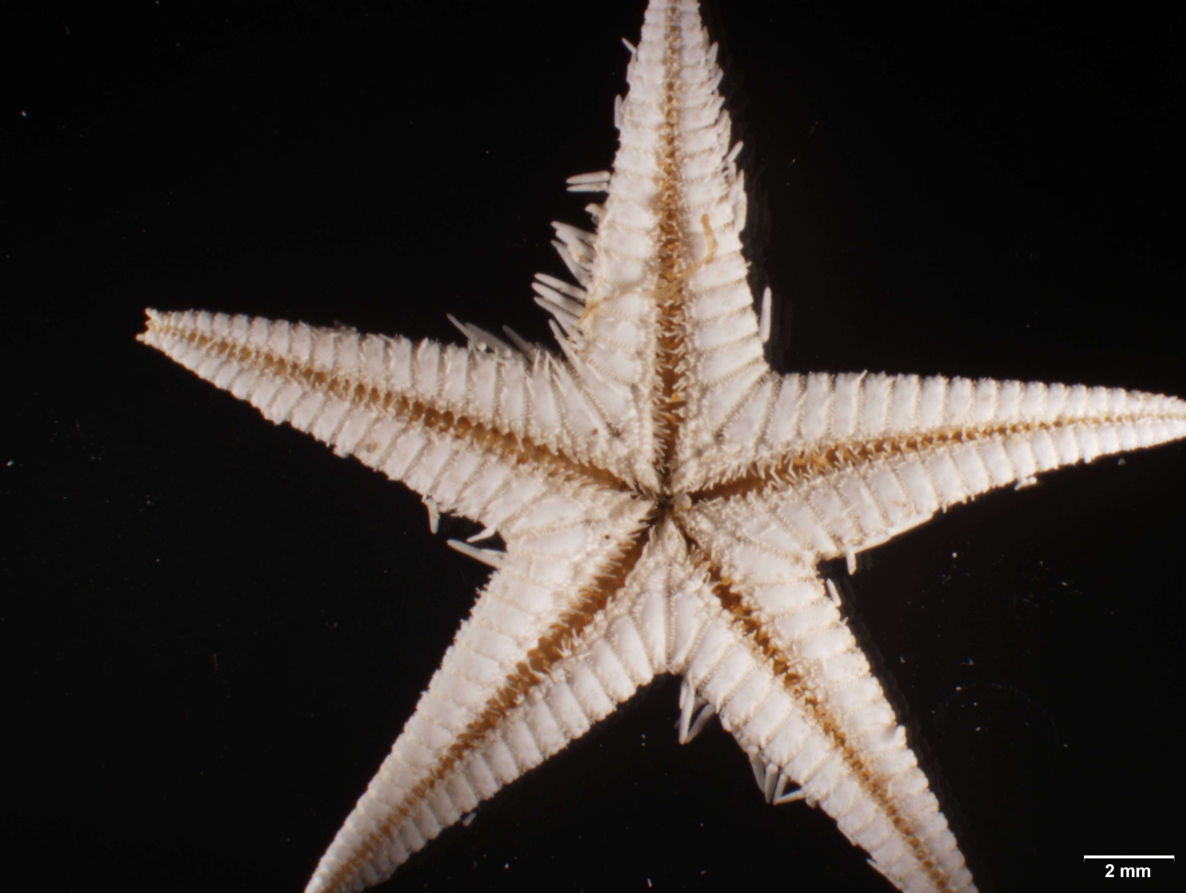 Image of Astropecten marginatus Gray 1840