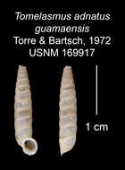 Imagem de Tomelasmus adnatus guamaensis C. Torre & Bartsch 1972