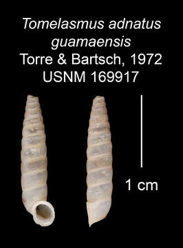 Imagem de Tomelasmus adnatus guamaensis C. Torre & Bartsch 1972