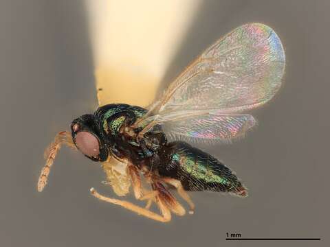 Image of Galeopsomyia transcarinata (Gahan 1919)