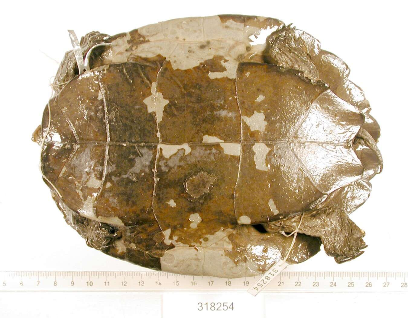 Image of Alabama Map Turtle