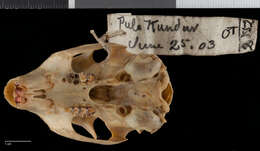 Imagem de Ratufa affinis insignis Miller 1903