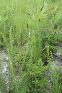 صورة <i>Lactuca <i>graminifolia</i></i> var. graminifolia