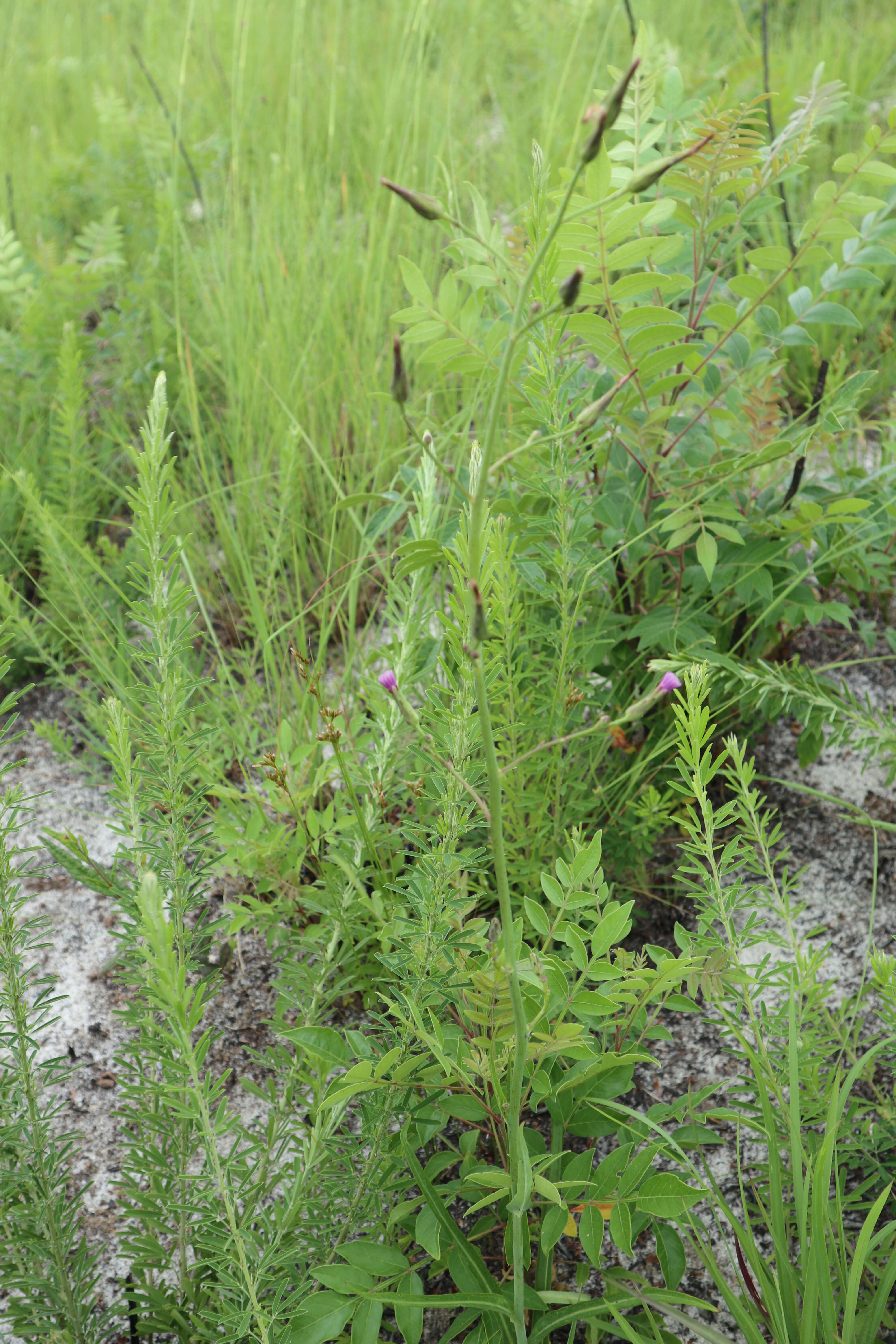 Image de <i>Lactuca <i>graminifolia</i></i> var. graminifolia